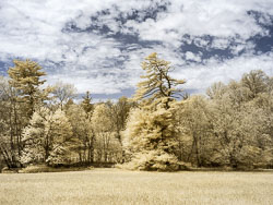 LSF_3715__RX9__665_93659.jpg