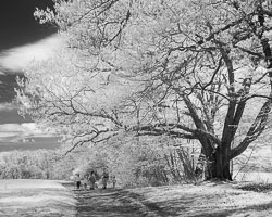 LSF_3716__RX9__IR_850___93785.jpg