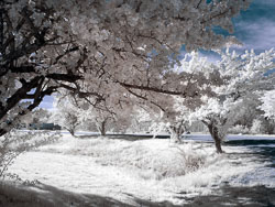 LSF_3719__G9R__IR_665_-100_5119-Edit-warm-glow.jpg