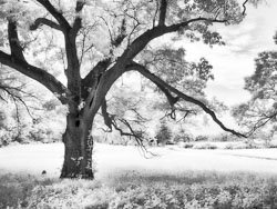 LSF__G9R__IR_665_-100_5268-CLIR-SFX-EFX.jpg