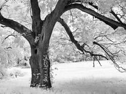 LSF__G9R__IR_665_-100_5275-Edit.jpg