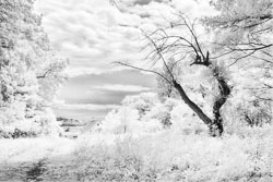 LSF__G9R__IR_665_-100_5300-adjusted-enhanced-swap-NIK-SFX-EFX-crop.jpg