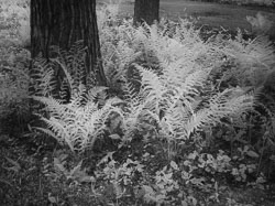 LSF__G9R__IR_850___5224-Edit-NIK-SFX.jpg