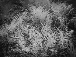LSF__G9R__IR_850___5233.jpg