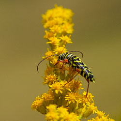 LSF__G9_1102.jpg