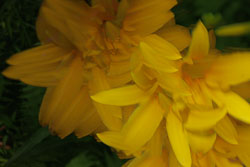 LSF__R6_0678.jpg