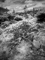 LSF__RX9__590_-100_92727-Edit_CLIR-Twister.jpg