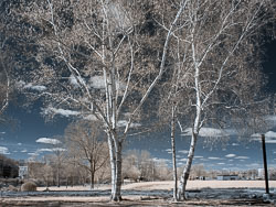 LSF__RX9__655_93101.jpg