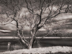 LSF__RX9__655_93218-Edit-SFX-Deer-PArk.jpg