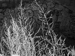LSF__RX9__IR_850___93372.jpg